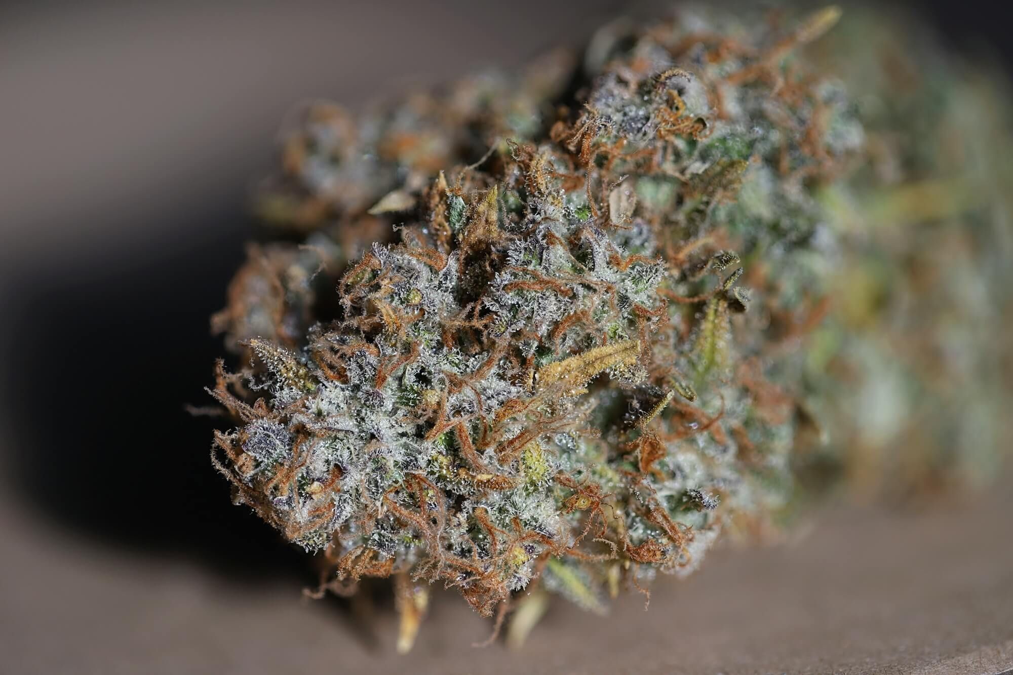 Seedsman - Jack Herer Auto (auto/fem.)