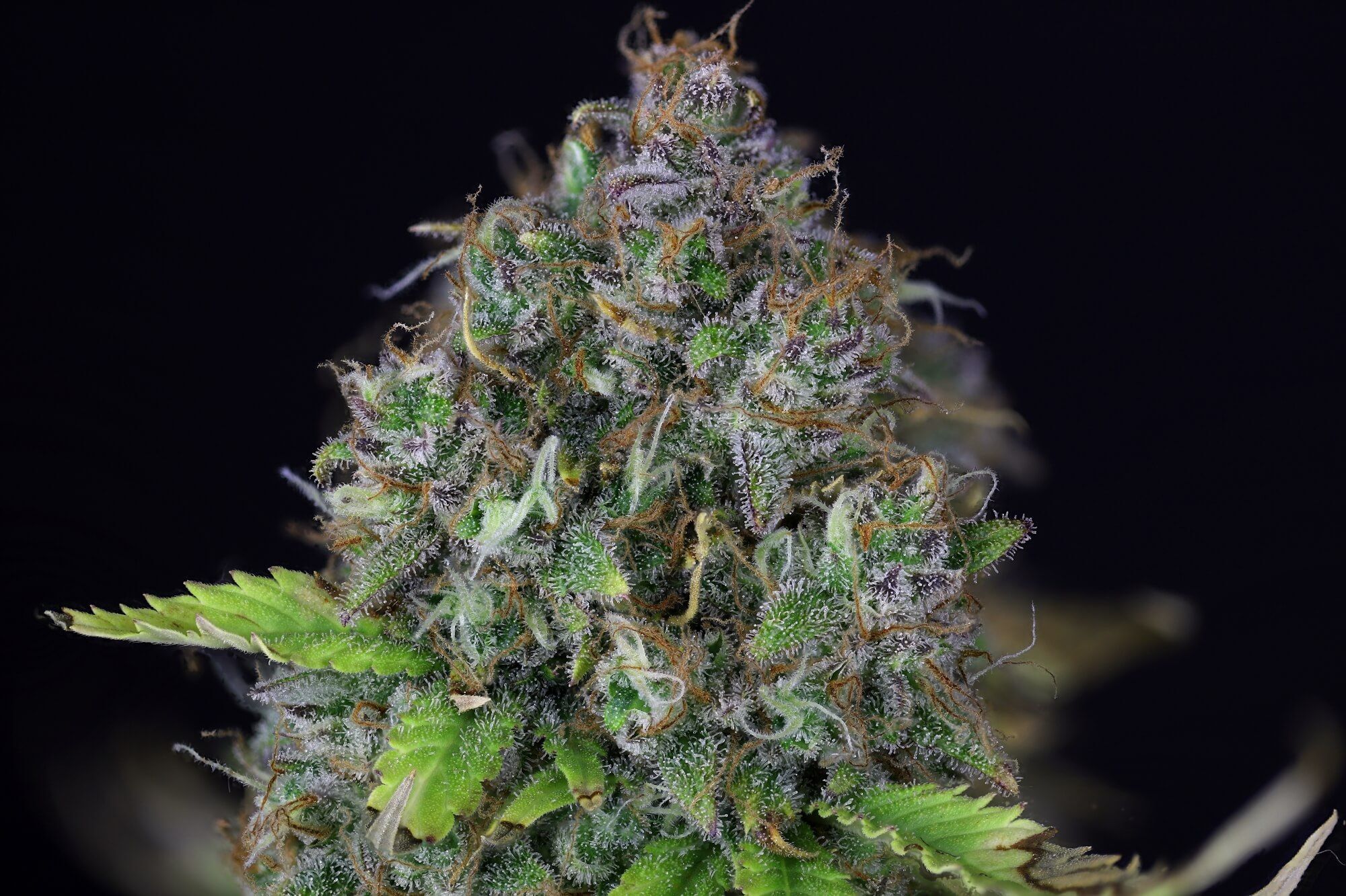 Seedsman - Jack Herer Auto (auto/fem.)
