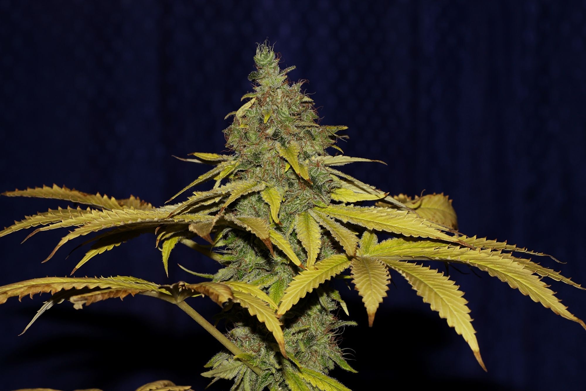 Seedsman - Jack Herer FAST (fem.)