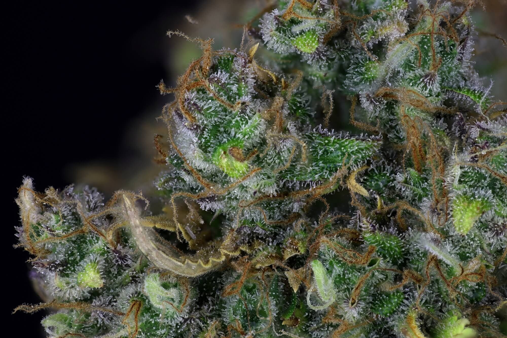 Seedsman - Jack Herer Auto (auto/fem.)