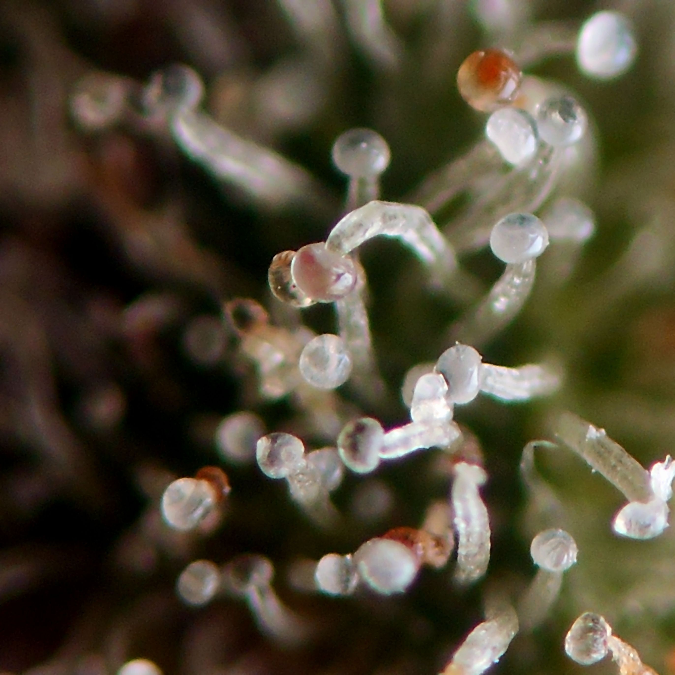 Seedsman - Jack Herer (fem.)