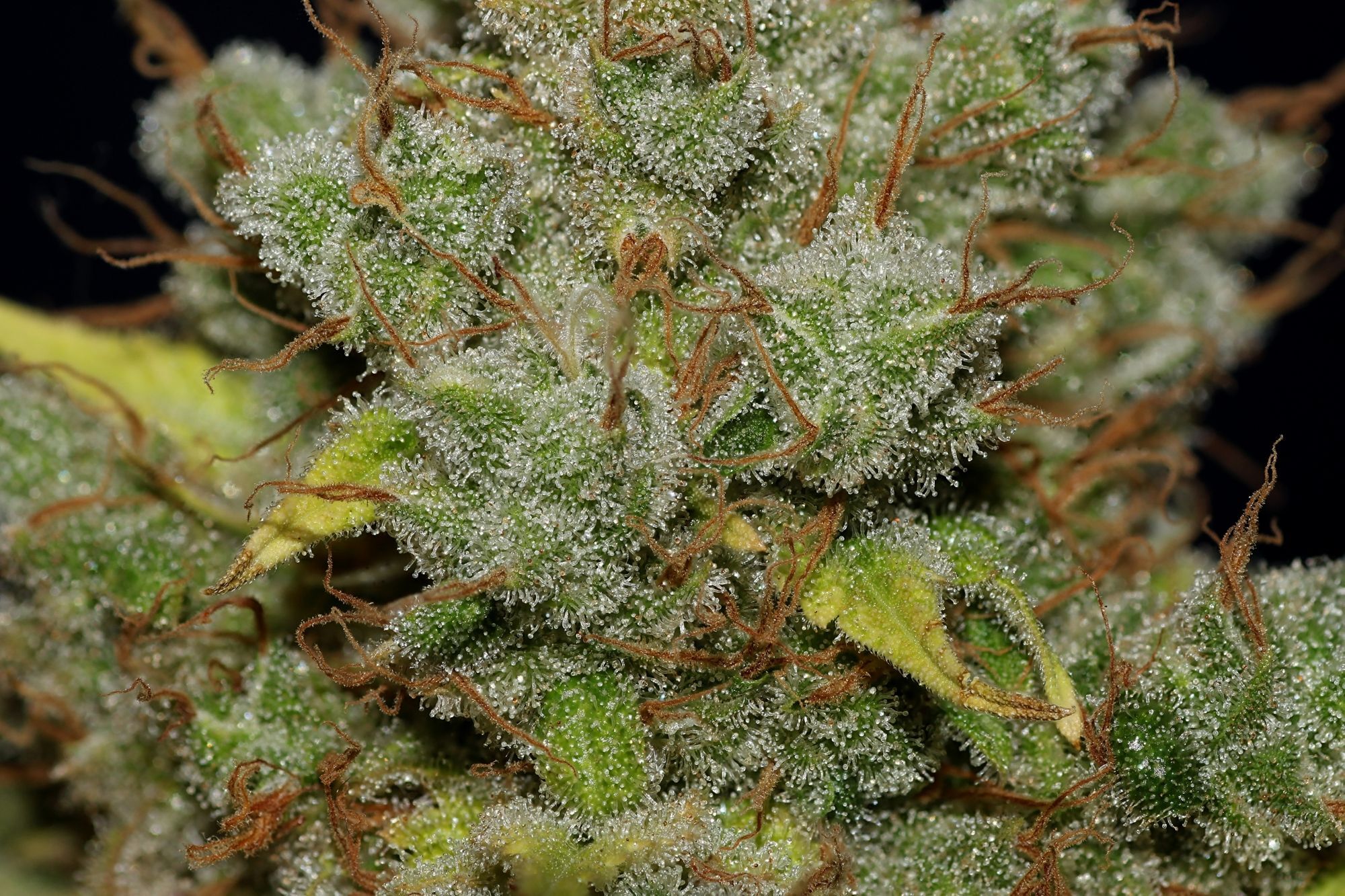 Seedsman - Jack Herer (fem.)