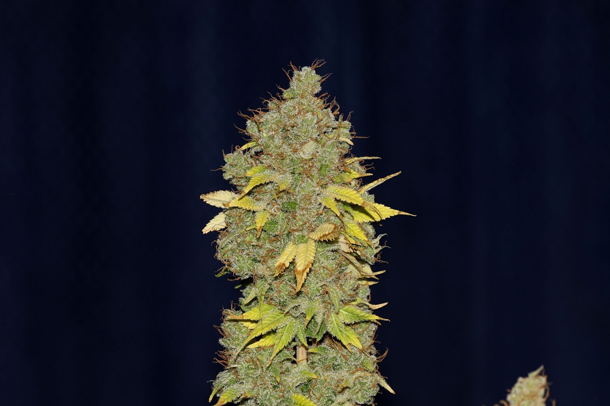 Seedsman - Jack Herer (fem.)