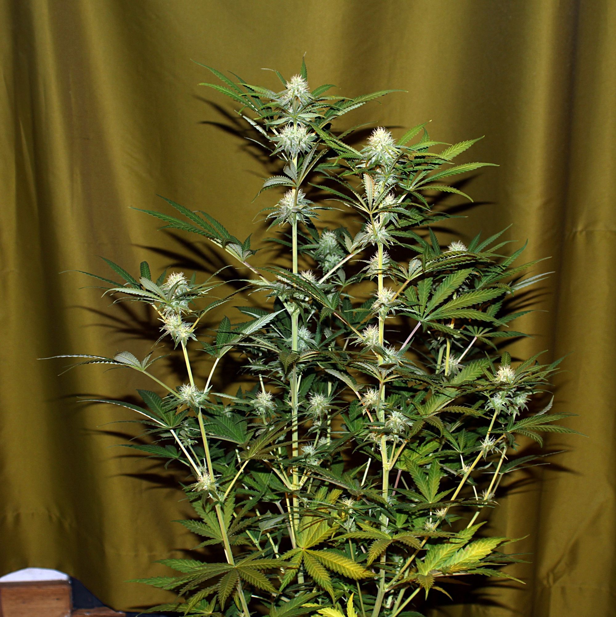 Seedsman - Lemonchello Haze (fem.)