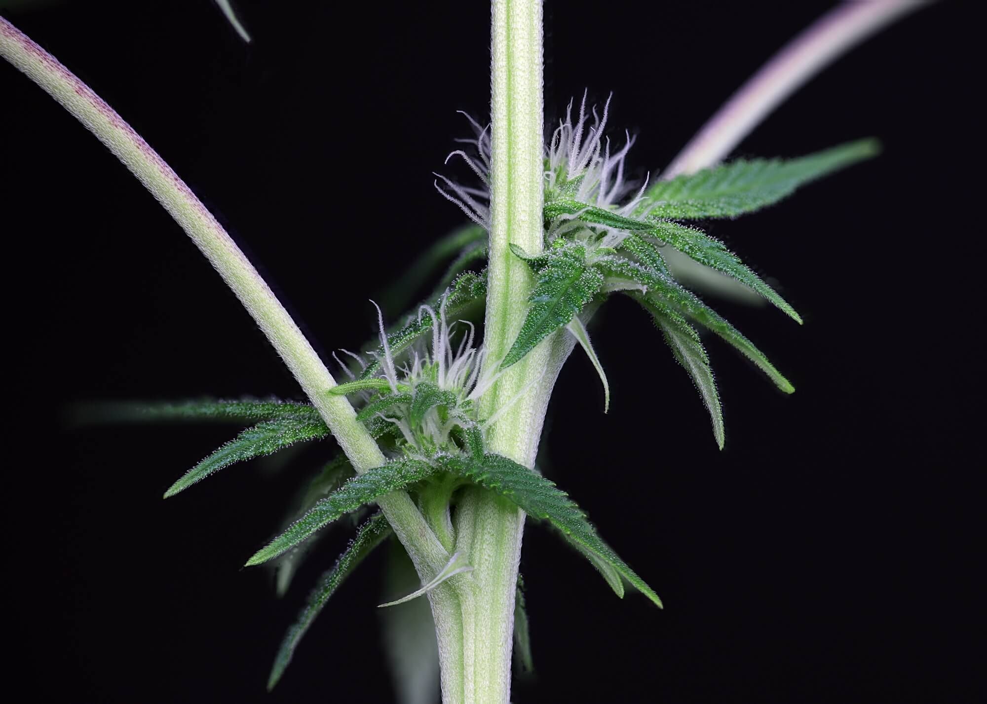 Seedsman - L.A. Peyote Kush (fem.)