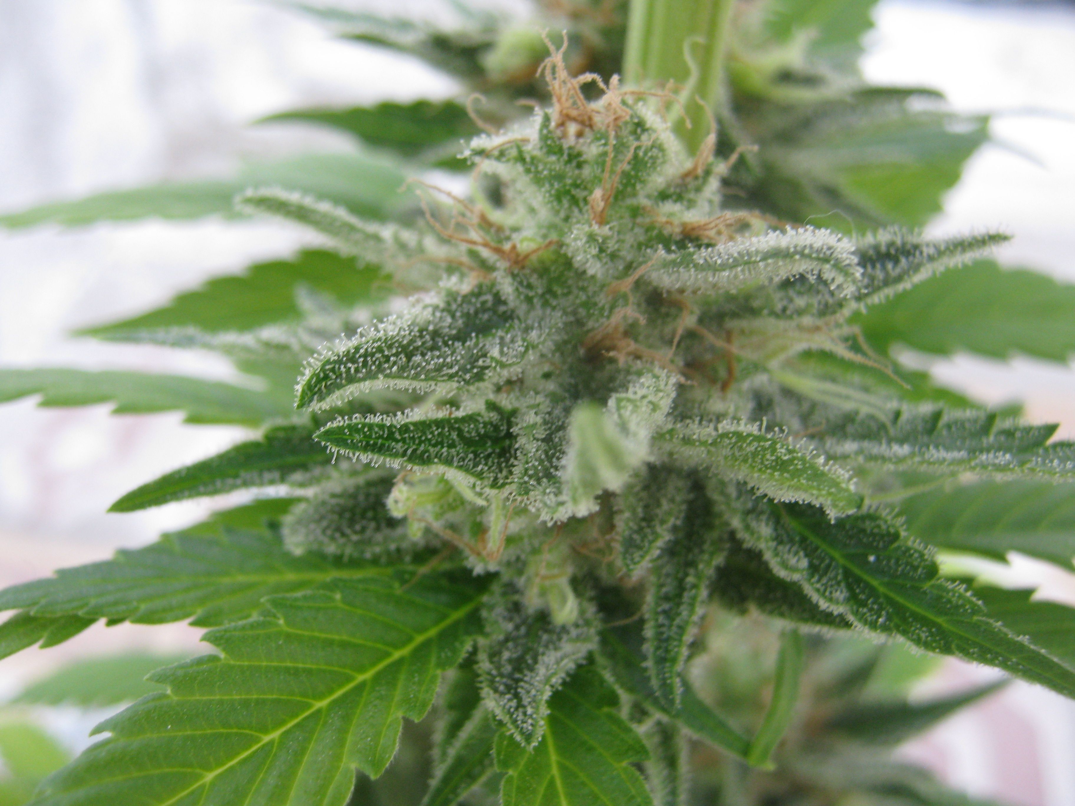Seedsman - Lemonchello Haze (fem.)