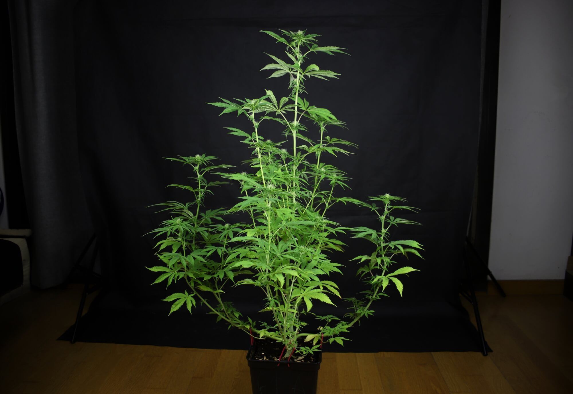 Seedsman - L.A. Peyote Kush (fem.)