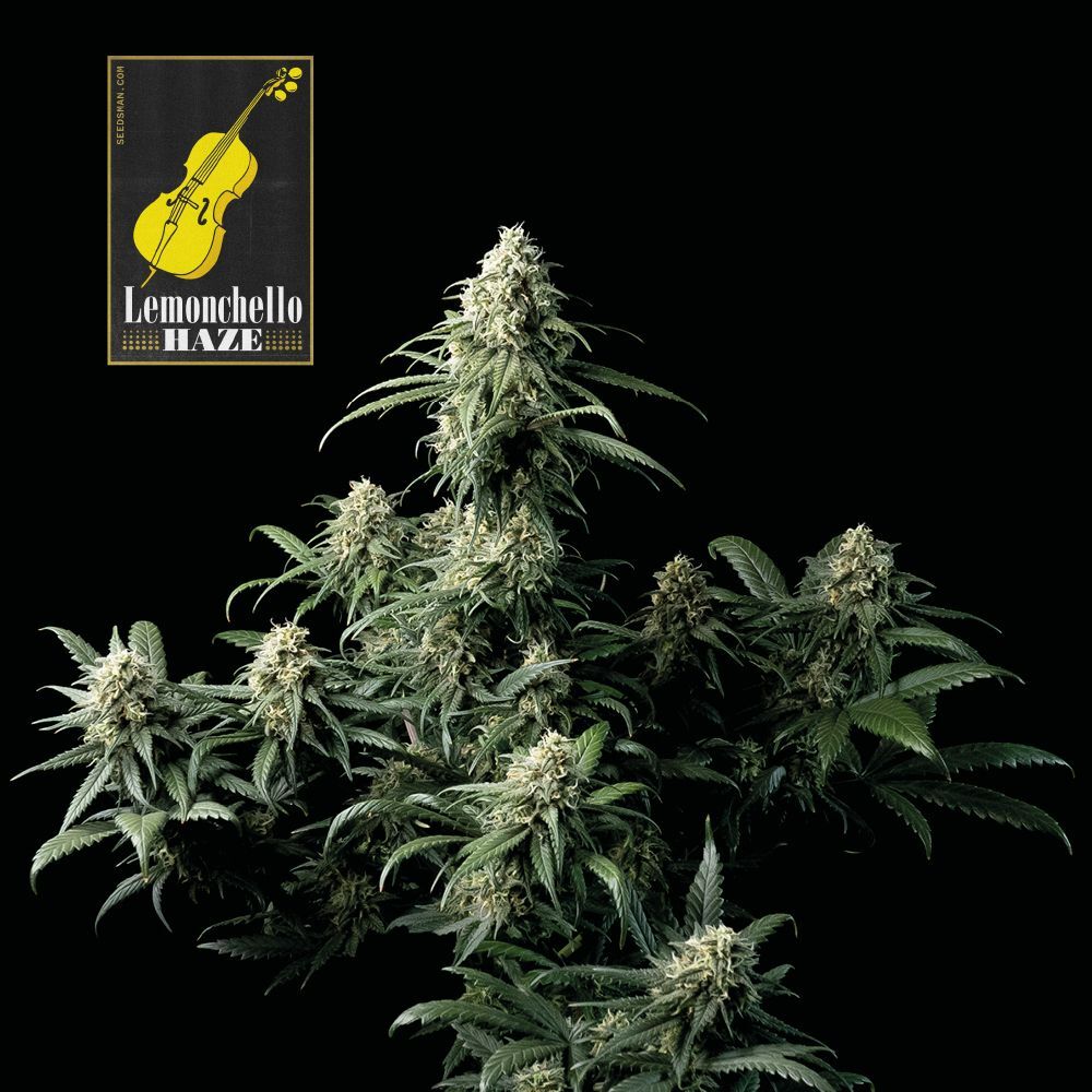 Seedsman - Lemonchello Haze (fem.)