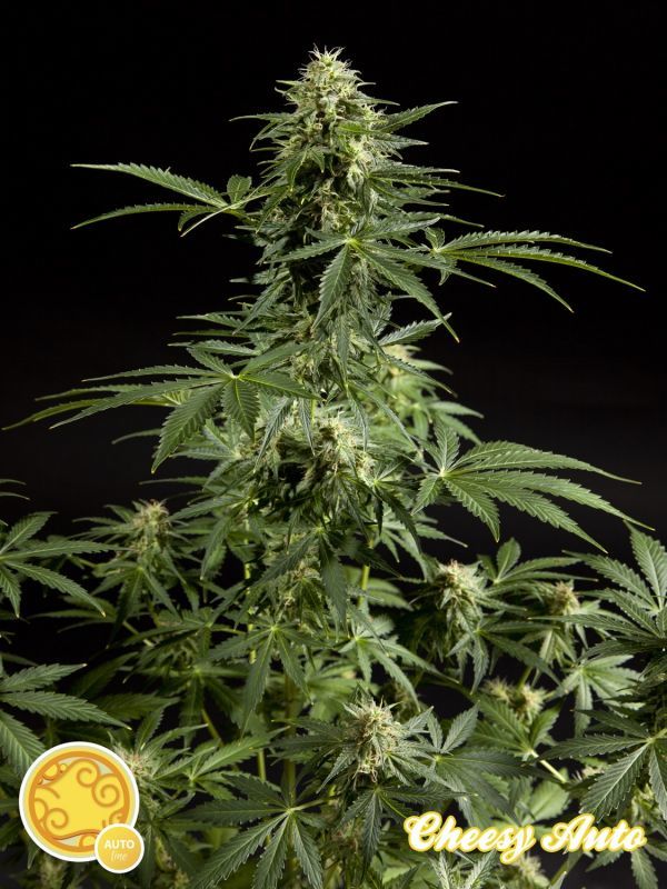 Philosopher Seeds - Cheesy Auto (auto/fem.)
