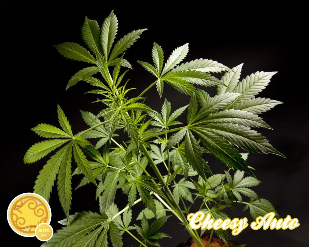Philosopher Seeds - Cheesy Auto (auto/fem.)