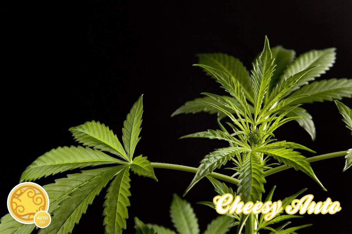 Philosopher Seeds - Cheesy Auto (auto/fem.)