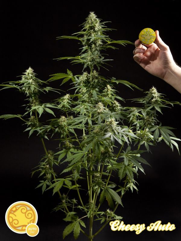 Philosopher Seeds - Cheesy Auto (auto/fem.)