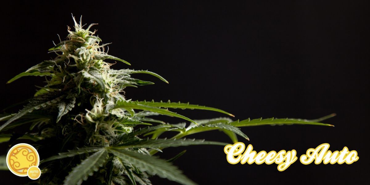 Philosopher Seeds - Cheesy Auto (auto/fem.)