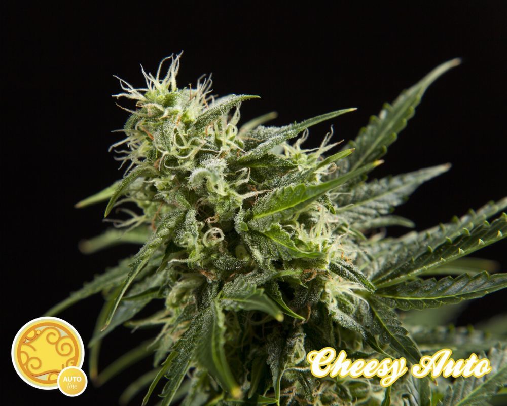 Philosopher Seeds - Cheesy Auto (auto/fem.)