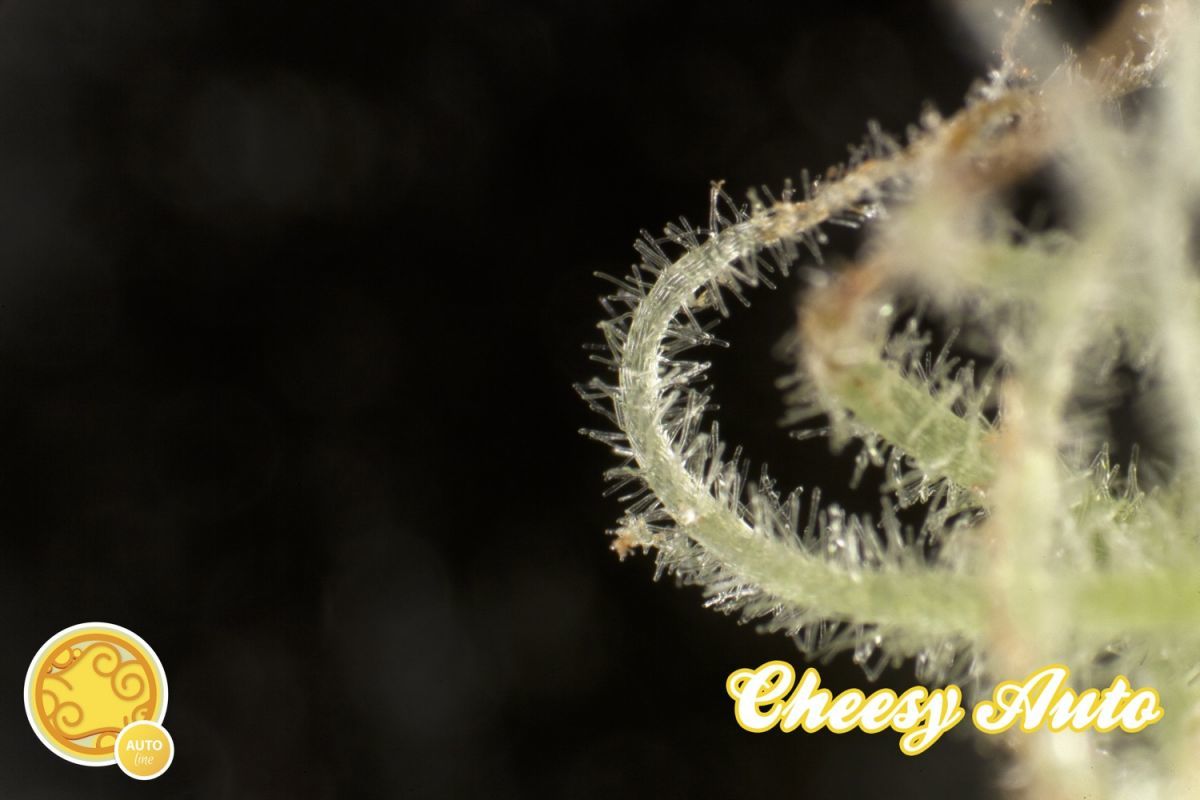 Philosopher Seeds - Cheesy Auto (auto/fem.)