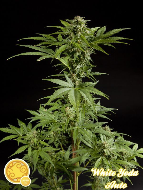 Philosopher Seeds - White Yoda Auto (auto/fem.)