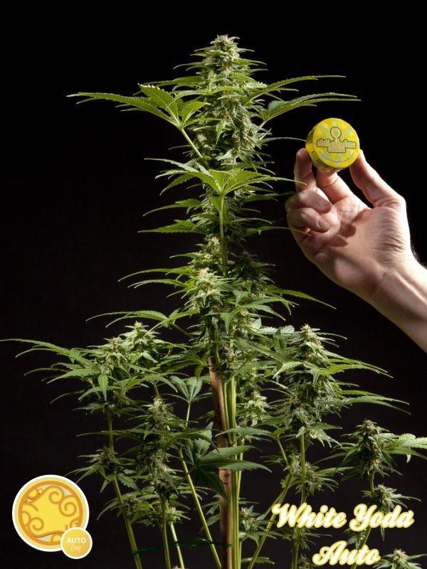 Philosopher Seeds - White Yoda Auto (auto/fem.)