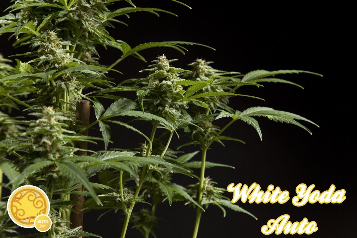 Philosopher Seeds - White Yoda Auto (auto/fem.)