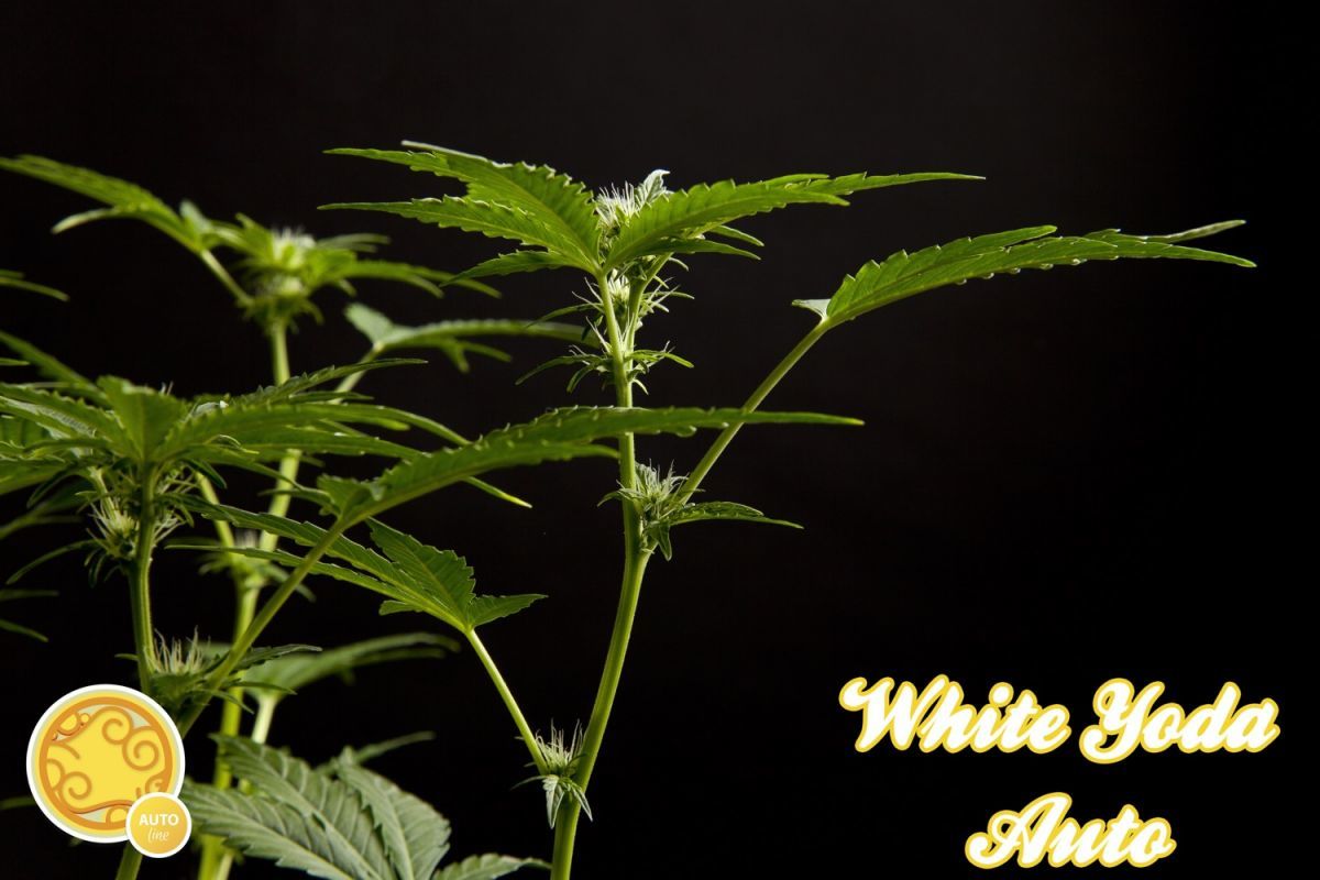 Philosopher Seeds - White Yoda Auto (auto/fem.)