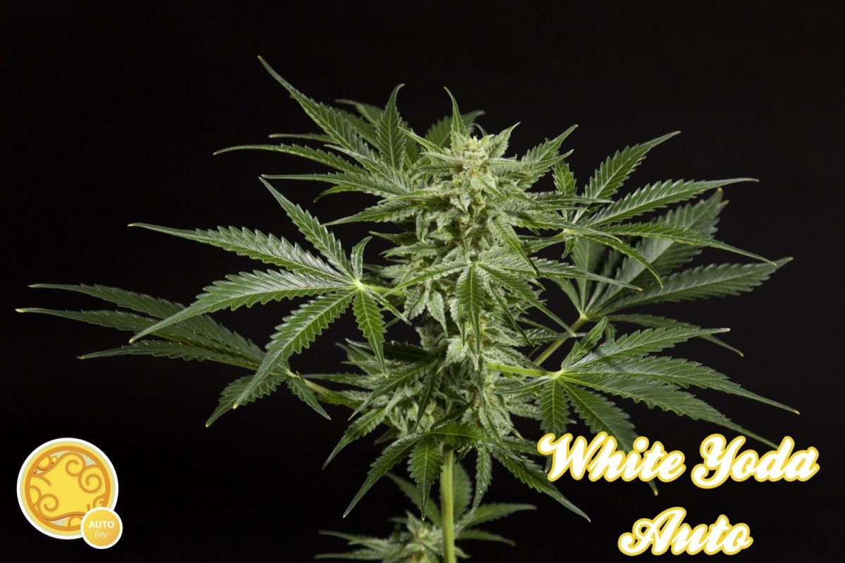Philosopher Seeds - White Yoda Auto (auto/fem.)