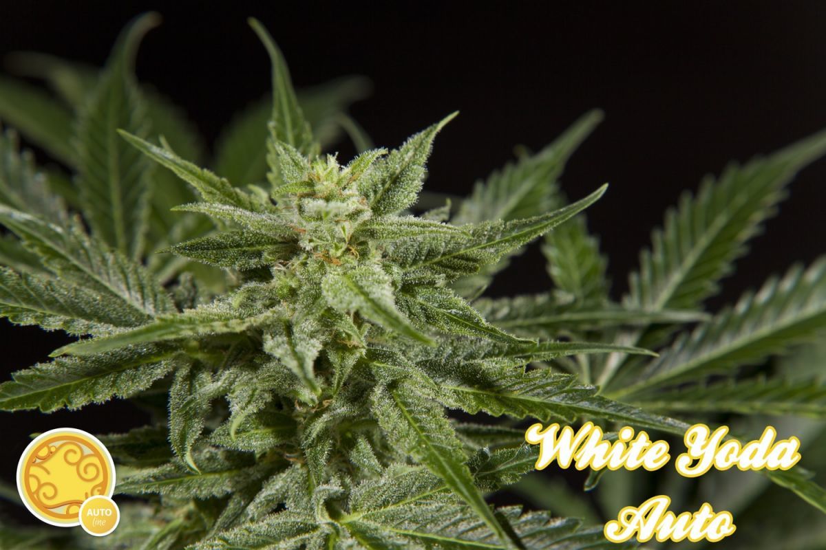 Philosopher Seeds - White Yoda Auto (auto/fem.)