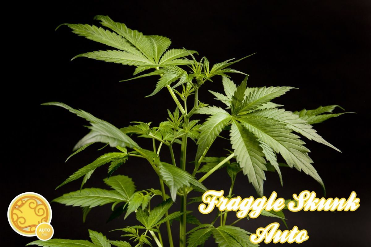Philosopher Seeds - Fraggle Skunk Auto (auto/fem.) Philosopher Seeds - Fraggle Skunk Auto (auto/fem.)