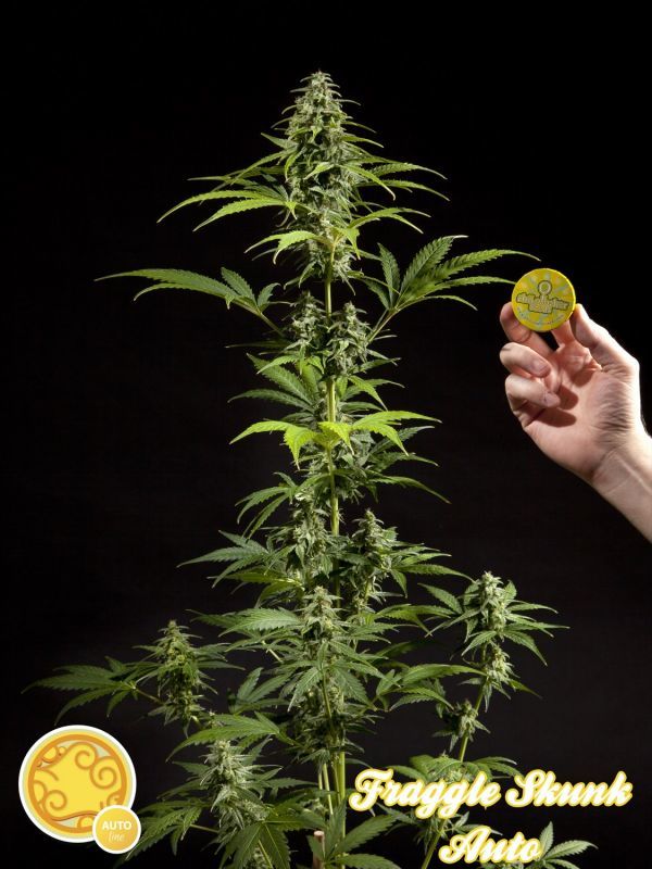 Philosopher Seeds - Fraggle Skunk Auto (auto/fem.) Philosopher Seeds - Fraggle Skunk Auto (auto/fem.)