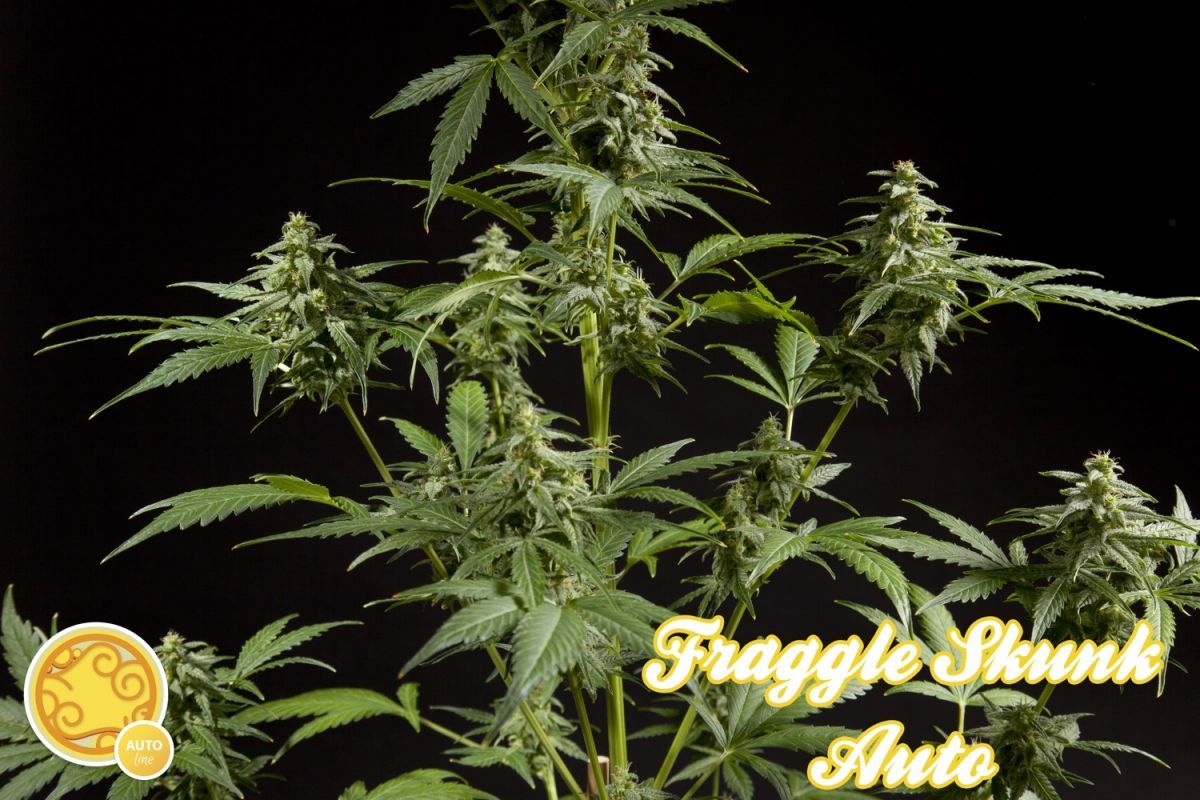 Philosopher Seeds - Fraggle Skunk Auto (auto/fem.) Philosopher Seeds - Fraggle Skunk Auto (auto/fem.)