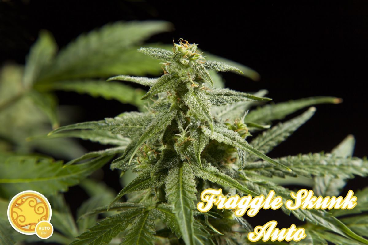 Philosopher Seeds - Fraggle Skunk Auto (auto/fem.) Philosopher Seeds - Fraggle Skunk Auto (auto/fem.)