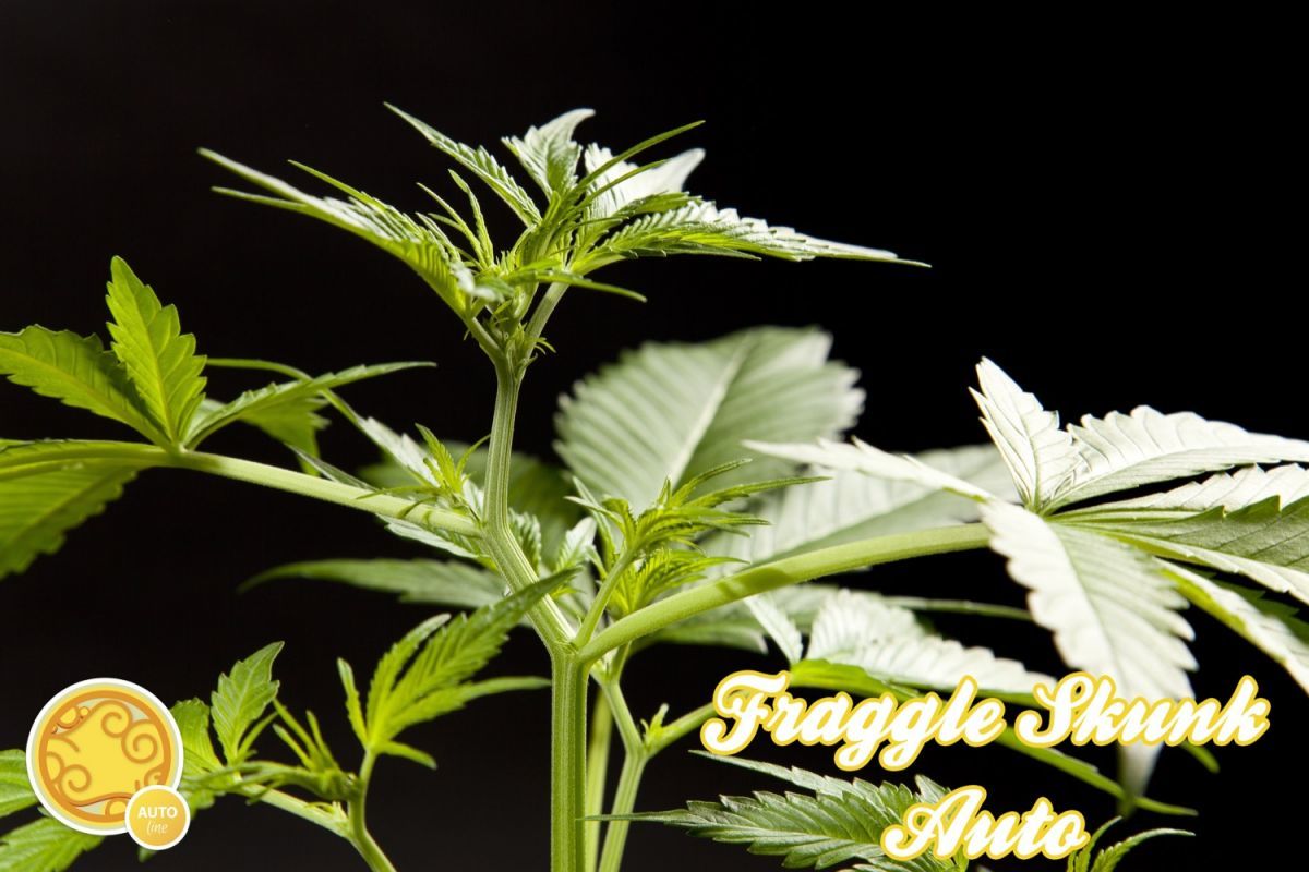 Philosopher Seeds - Fraggle Skunk Auto (auto/fem.) Philosopher Seeds - Fraggle Skunk Auto (auto/fem.)