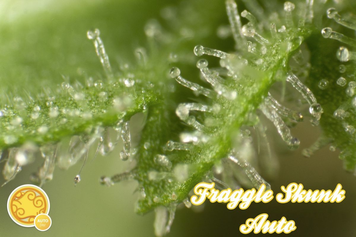 Philosopher Seeds - Fraggle Skunk Auto (auto/fem.) Philosopher Seeds - Fraggle Skunk Auto (auto/fem.)