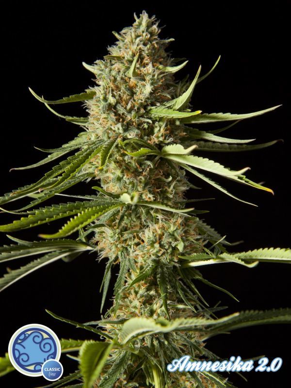 Philosopher Seeds - Amnesika 2.0 (fem.)