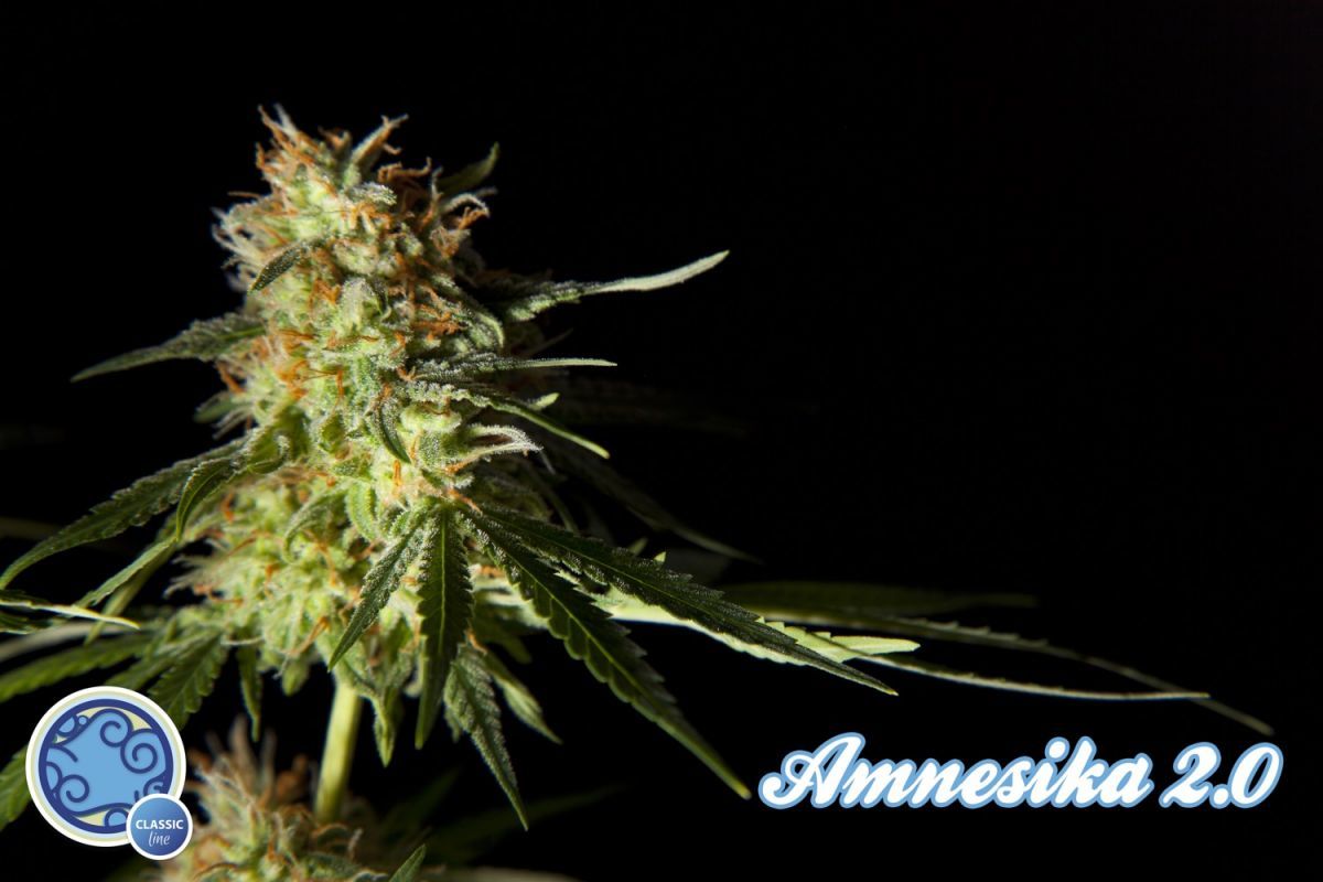 Philosopher Seeds - Amnesika 2.0 (fem.)