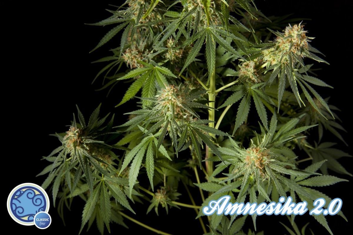 Philosopher Seeds - Amnesika 2.0 (fem.)