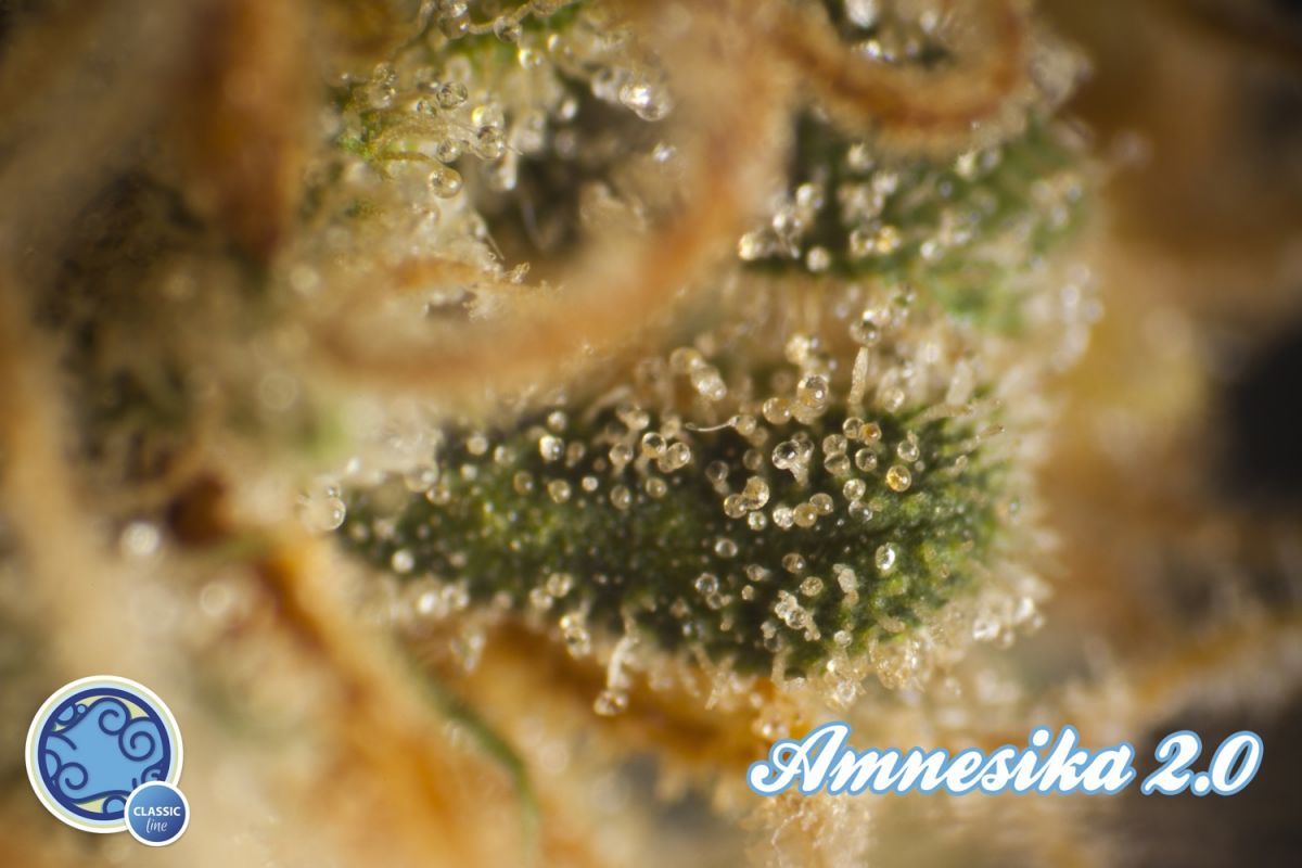 Philosopher Seeds - Amnesika 2.0 (fem.)
