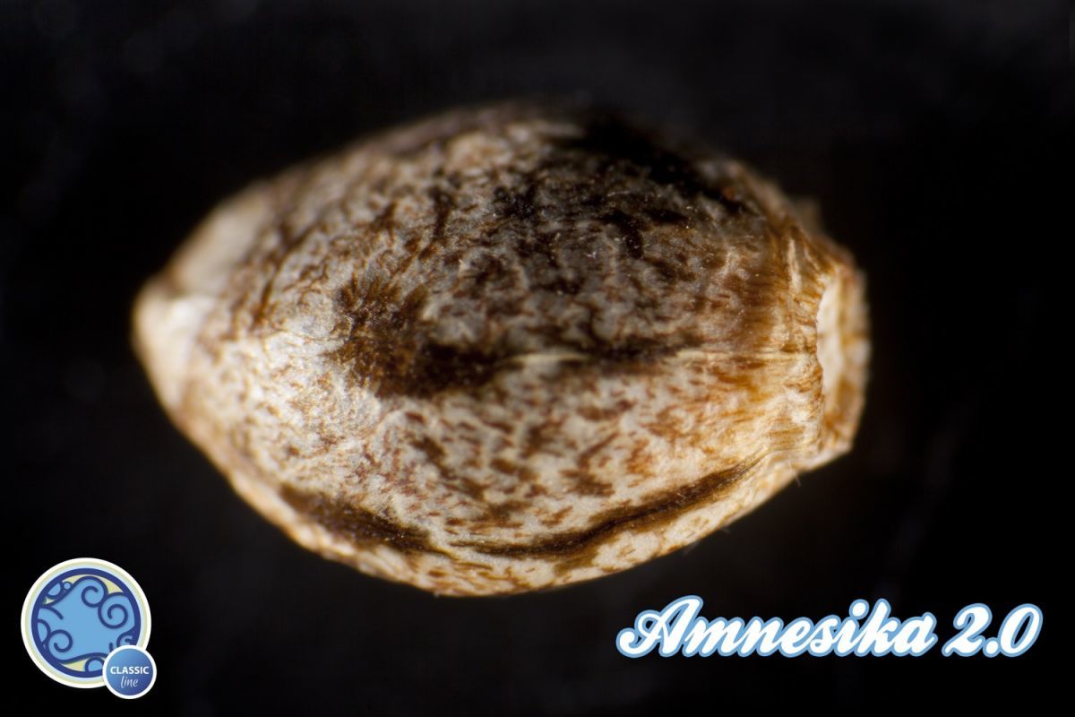 Philosopher Seeds - Amnesika 2.0 (fem.)