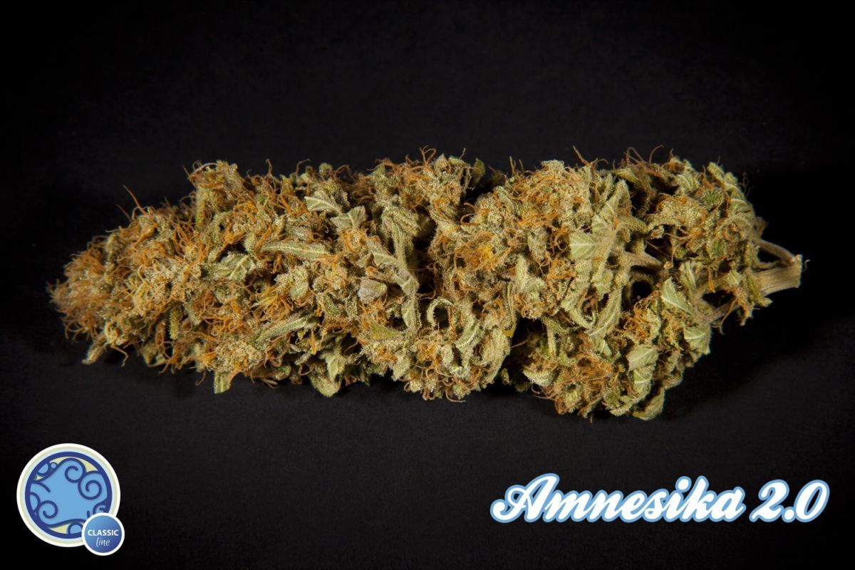 Philosopher Seeds - Amnesika 2.0 (fem.)