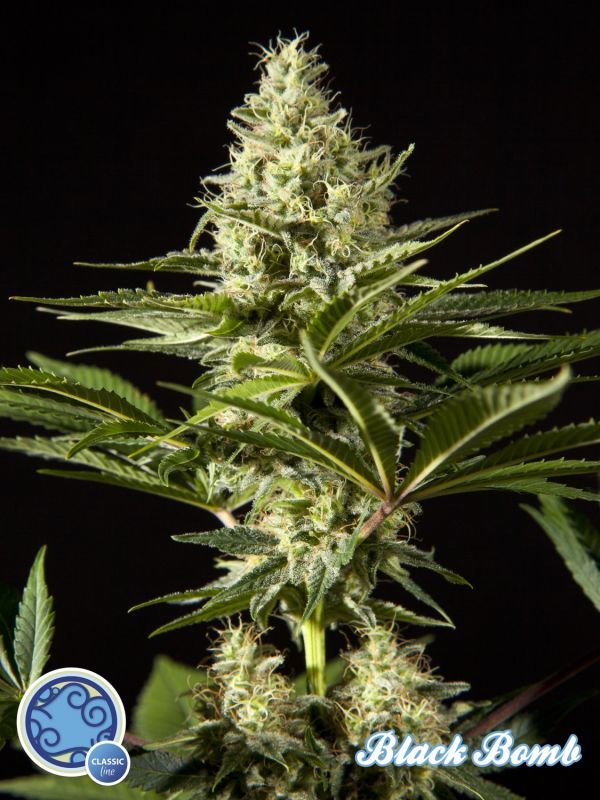 Philosopher Seeds - Black Bomb (fem.)