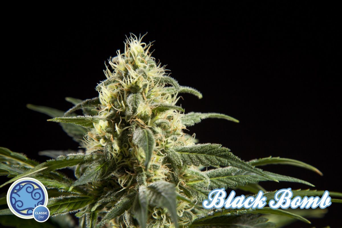 Philosopher Seeds - Black Bomb (fem.)
