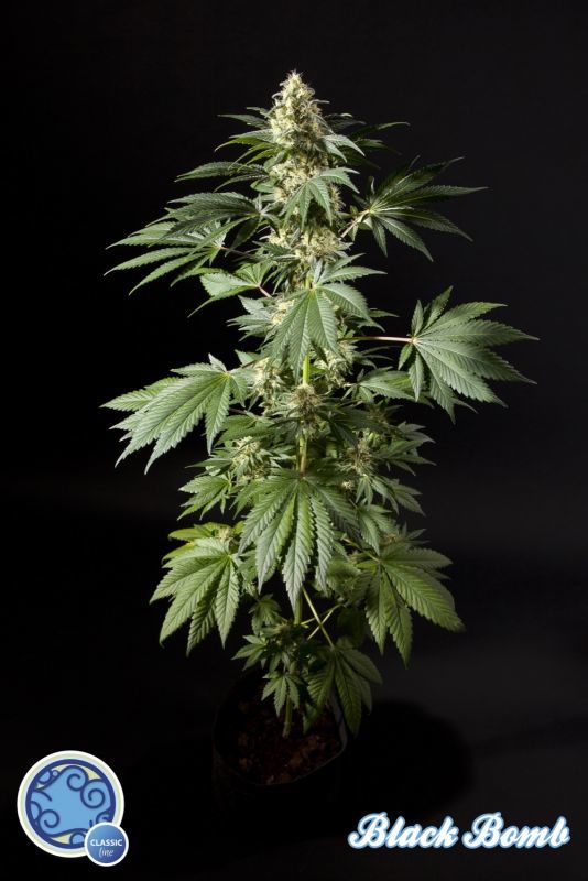 Philosopher Seeds - Black Bomb (fem.)