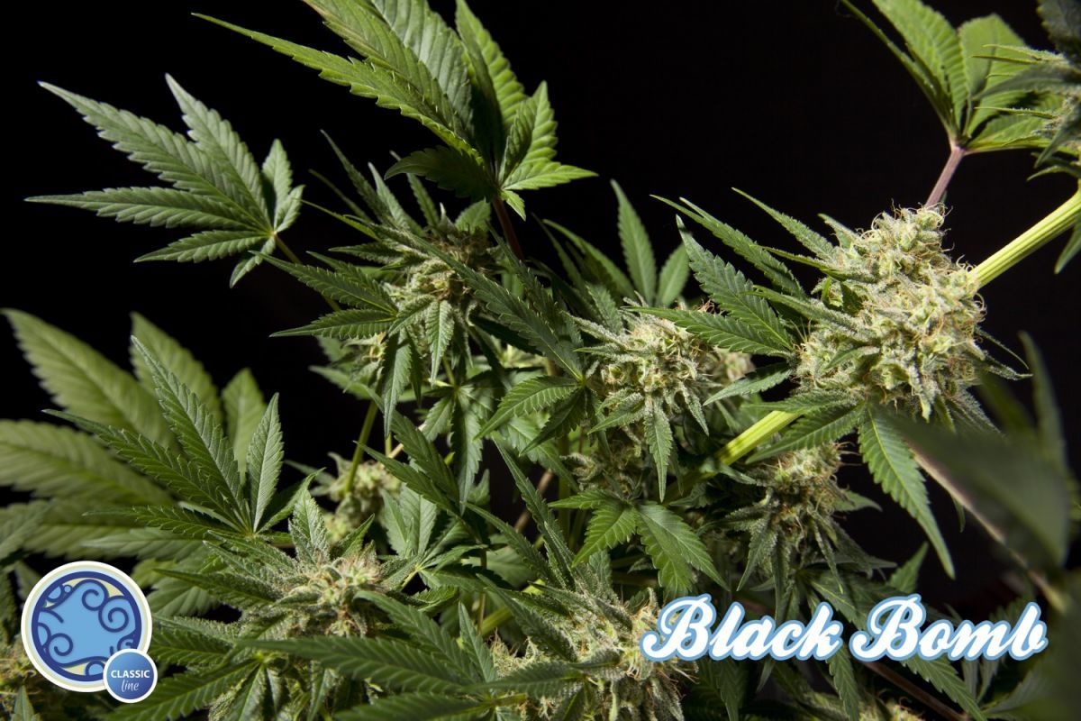 Philosopher Seeds - Black Bomb (fem.)