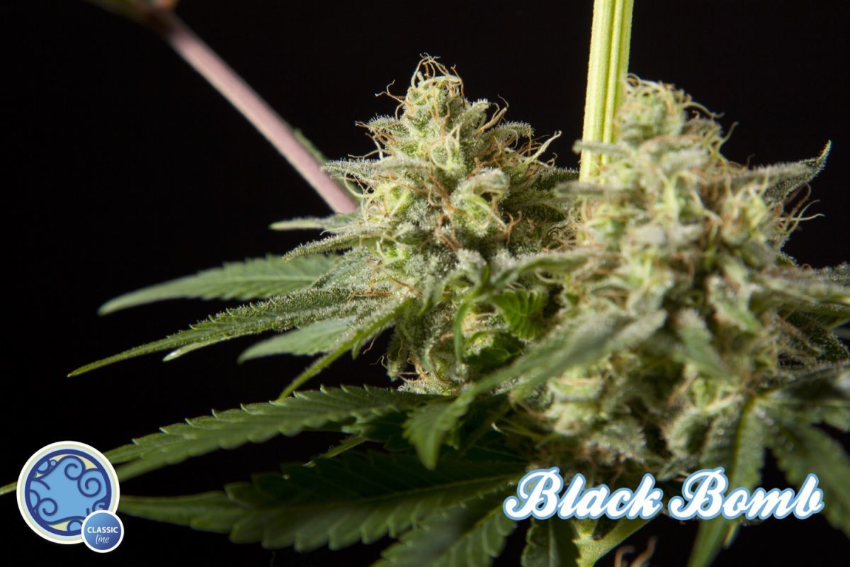 Philosopher Seeds - Black Bomb (fem.)