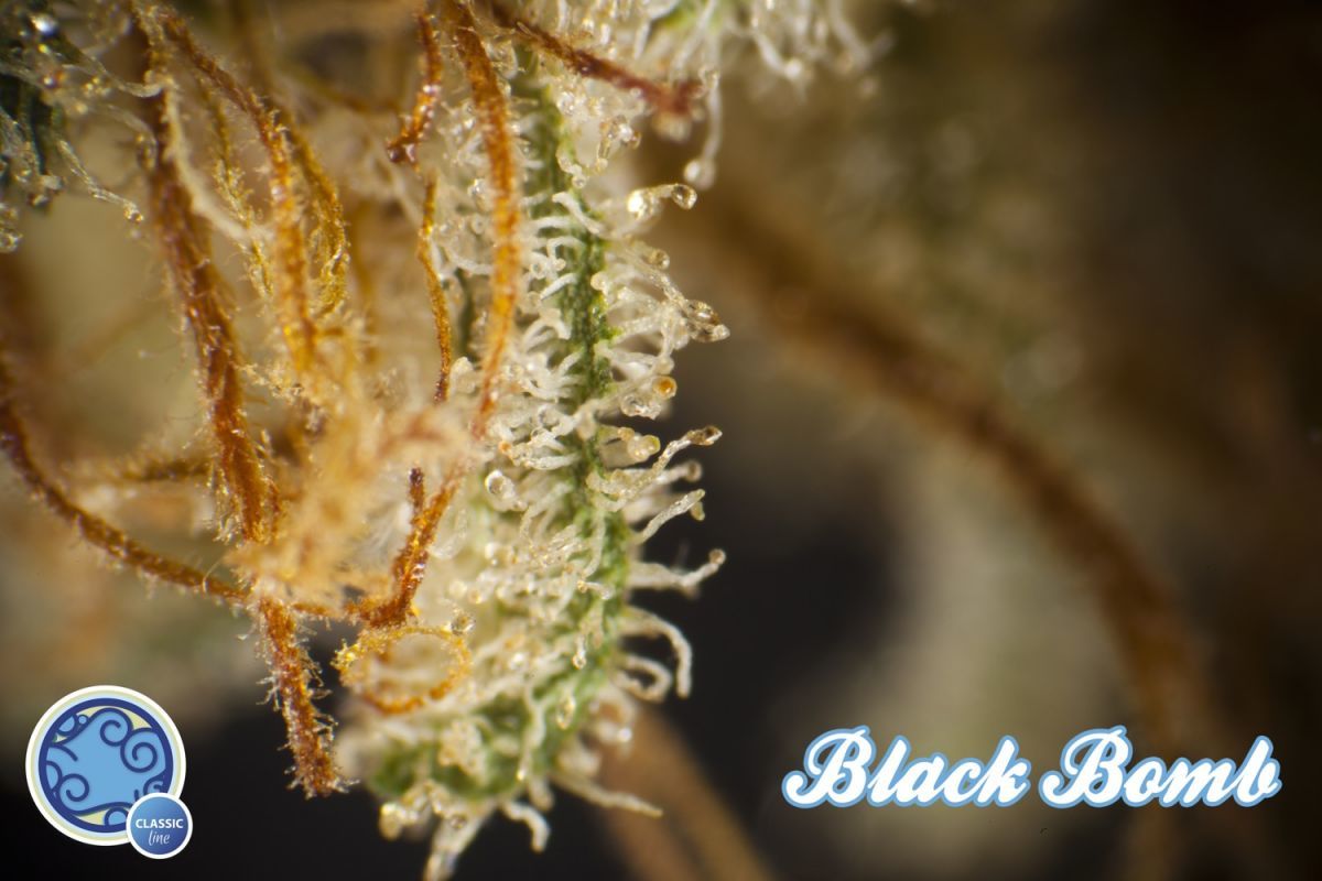 Philosopher Seeds - Black Bomb (fem.)