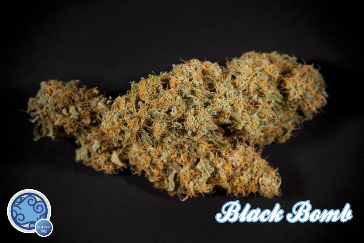 Philosopher Seeds - Black Bomb (fem.)