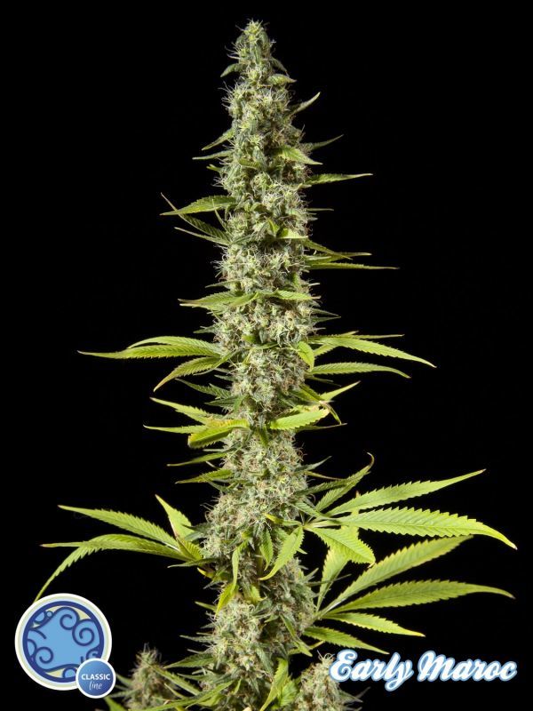 Philosopher Seeds - Early Maroc (fem.)
