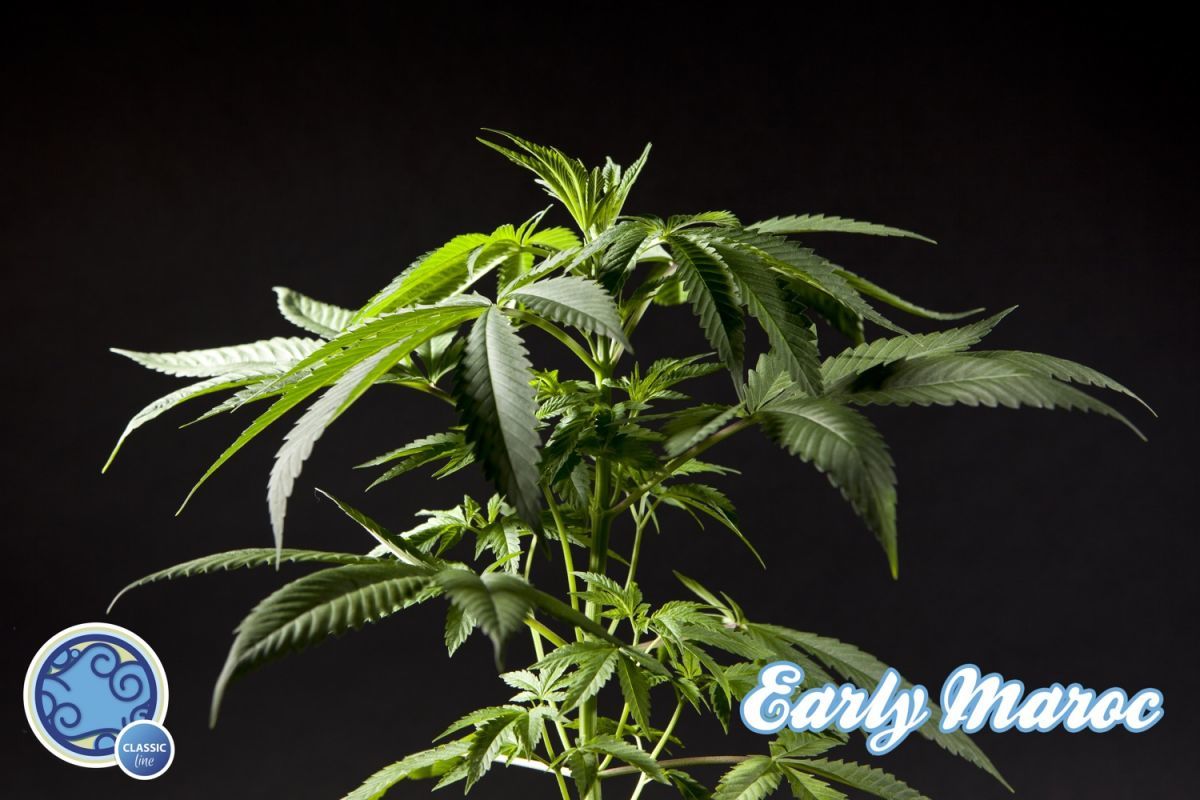 Philosopher Seeds - Early Maroc (fem.)