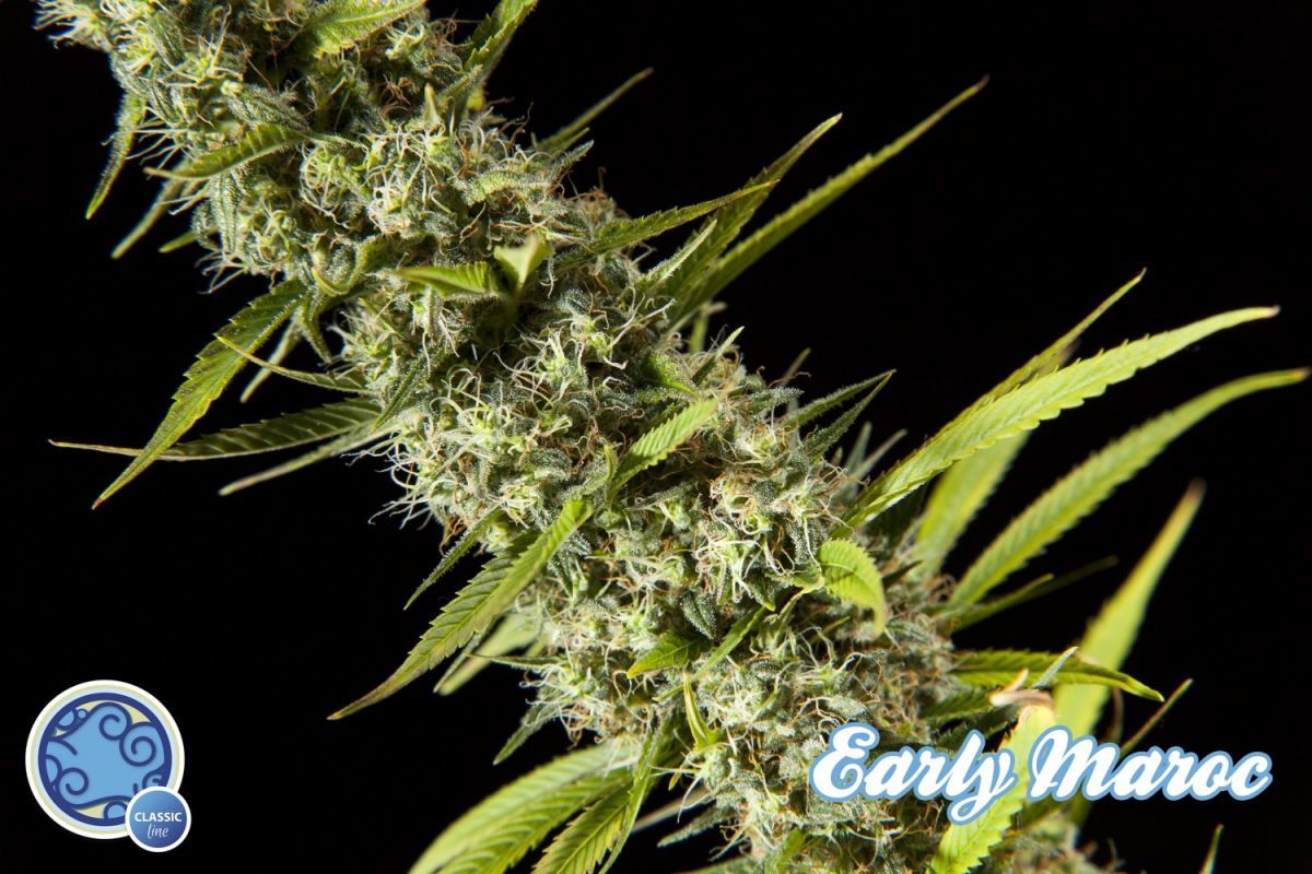 Philosopher Seeds - Early Maroc (fem.)