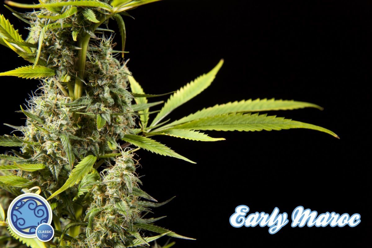Philosopher Seeds - Early Maroc (fem.)