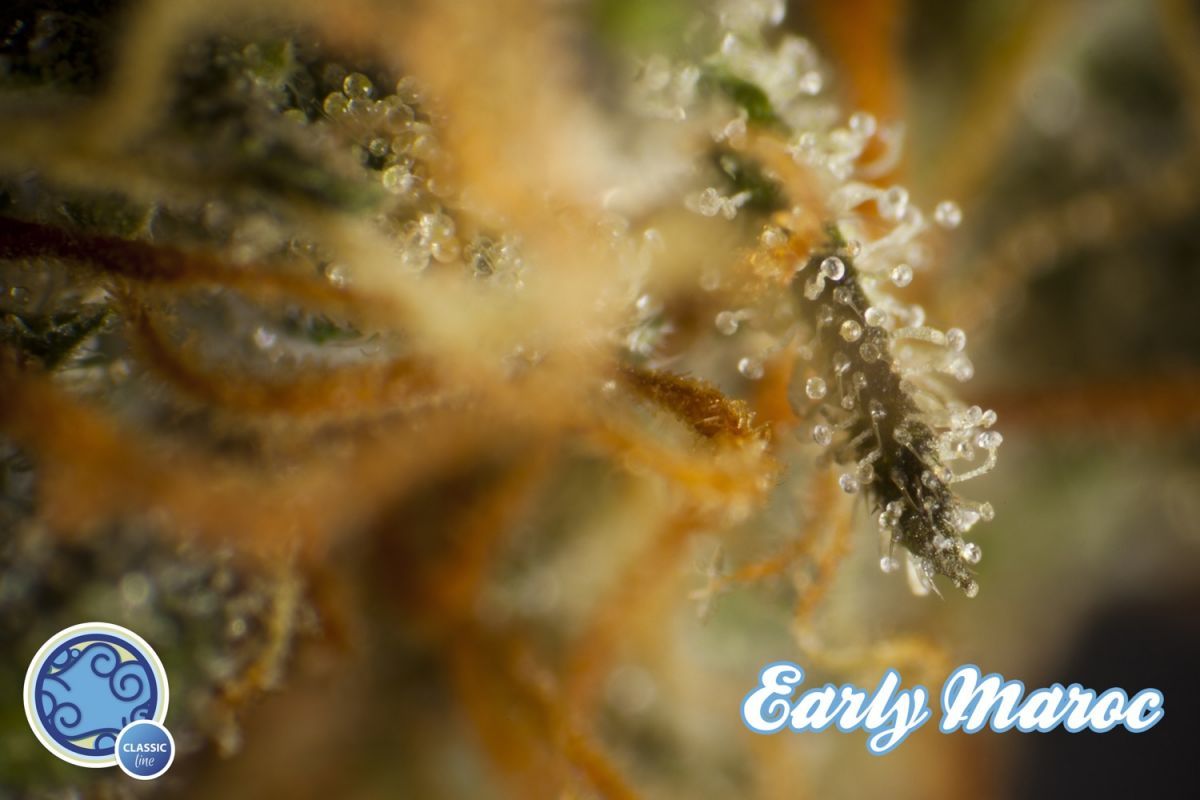 Philosopher Seeds - Early Maroc (fem.)