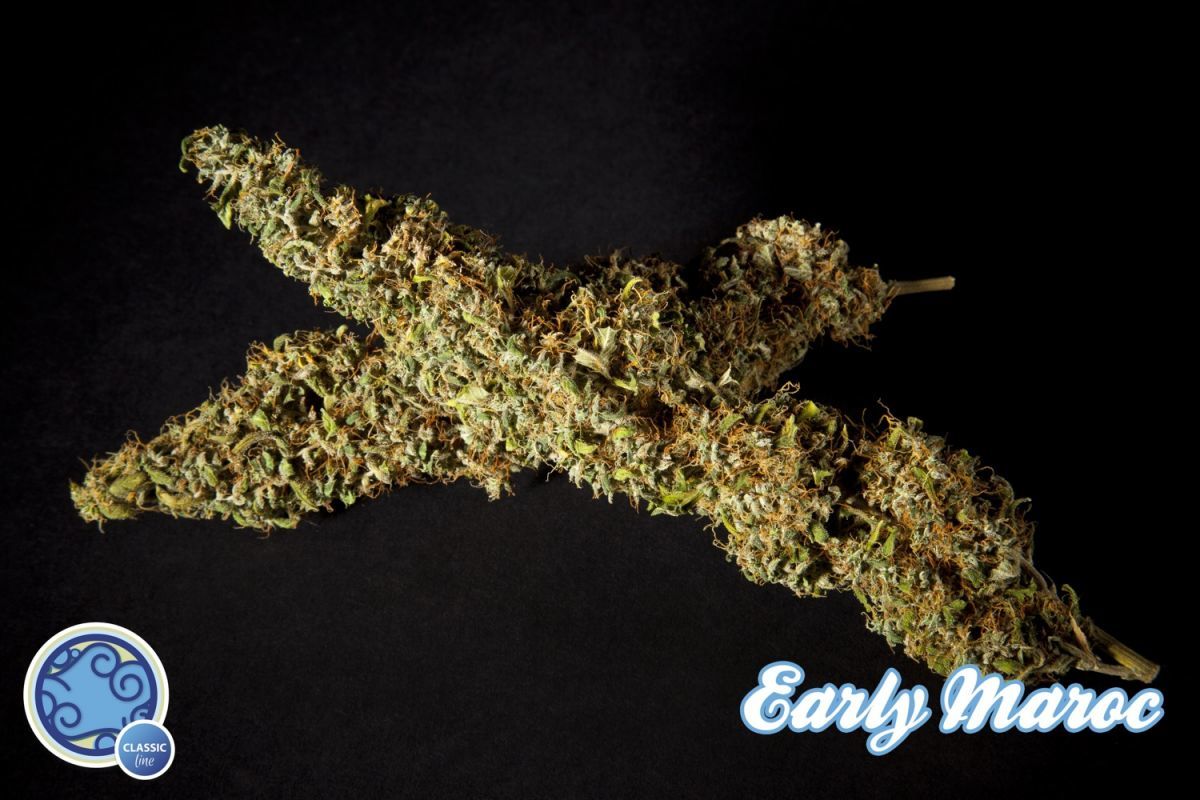 Philosopher Seeds - Early Maroc (fem.)